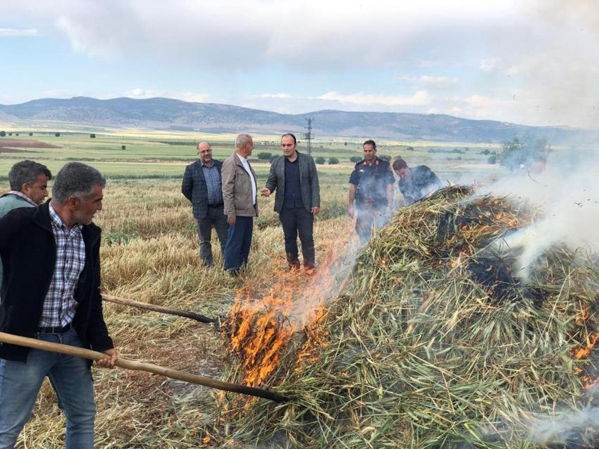 Gaziantep'te geleneksel yöntemlerle yapılan firik hasadı başladı
