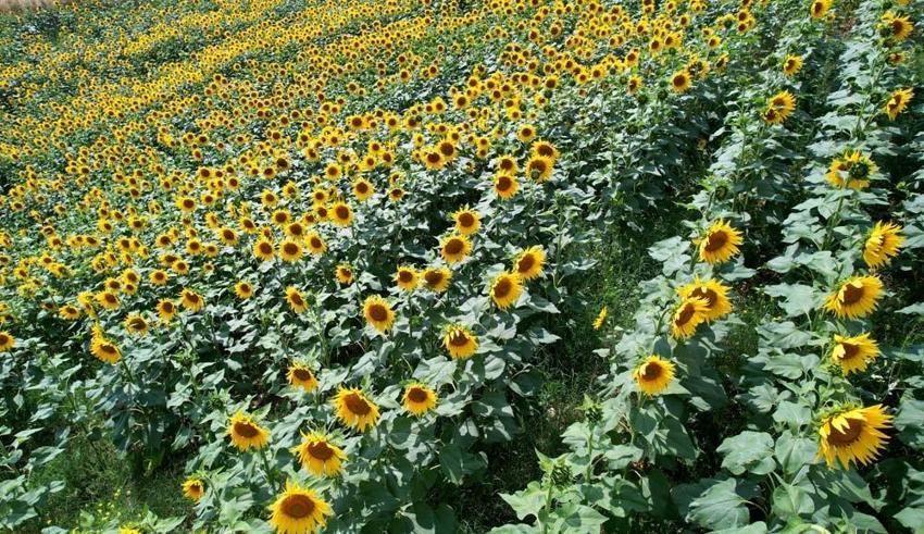 Adana’da tarlalar sarıya boyandı! Ekonomik değeri çok yüksek seviyede