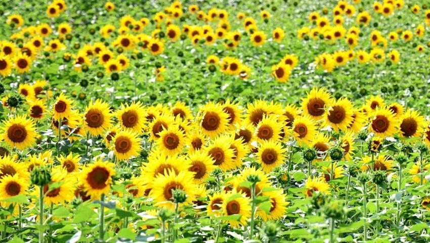 Adana’da tarlalar sarıya boyandı! Ekonomik değeri çok yüksek seviyede