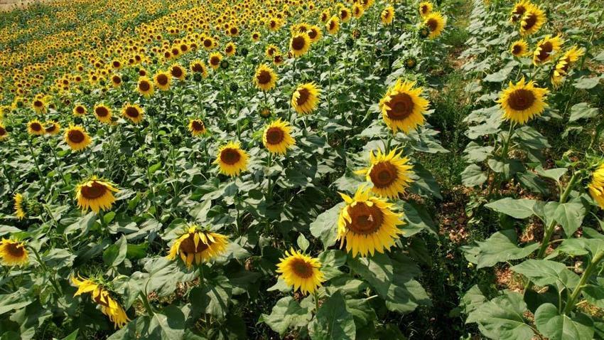 Adana’da tarlalar sarıya boyandı! Ekonomik değeri çok yüksek seviyede