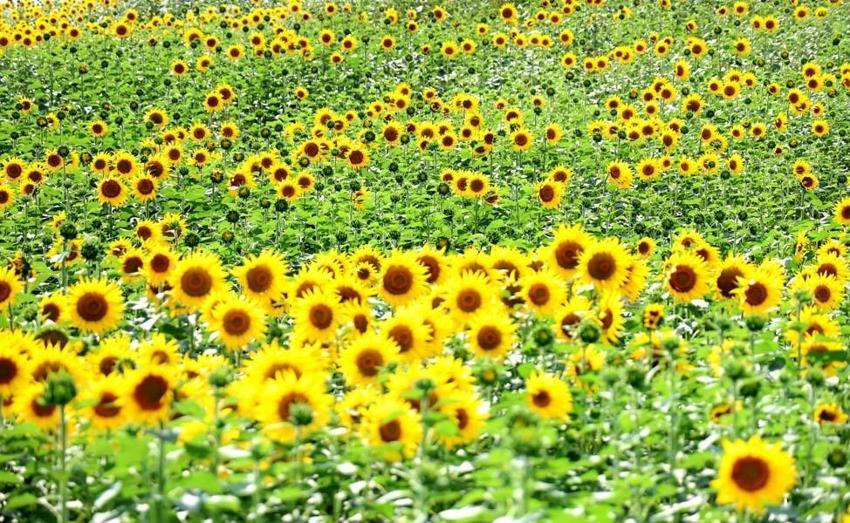 Adana’da tarlalar sarıya boyandı! Ekonomik değeri çok yüksek seviyede