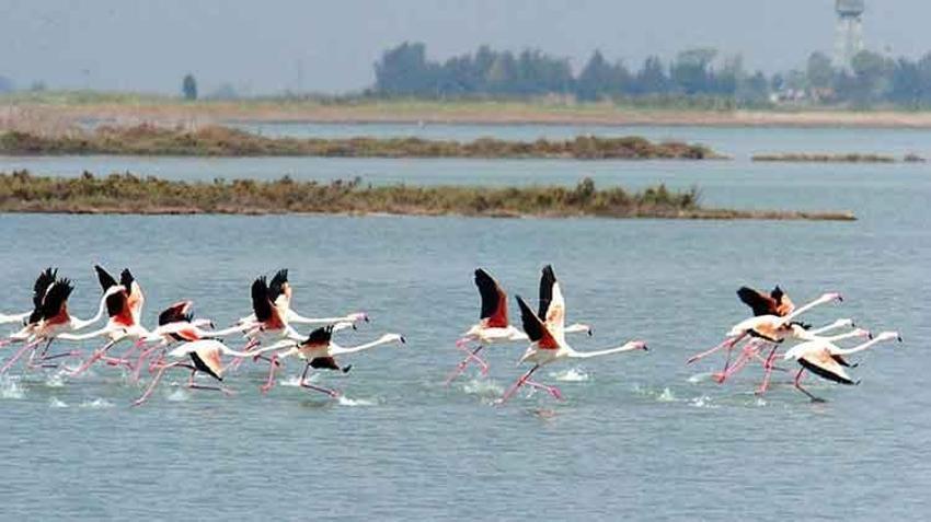 Adana'da bir doğa harikası: Yumurtalık Lagünü
