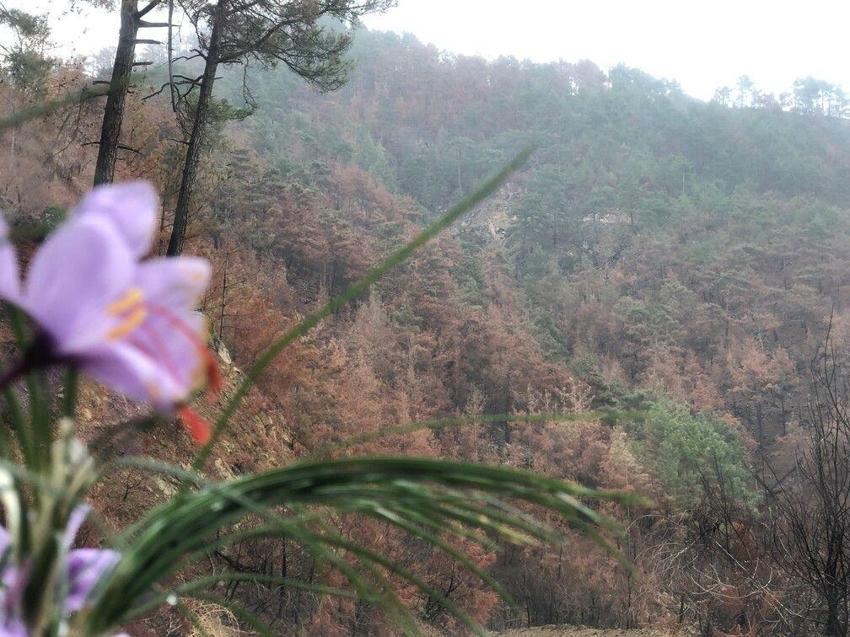 Adana'da üretiyor, Avrupa'ya satıyor! Gram fiyatı 200 liranın üstünde