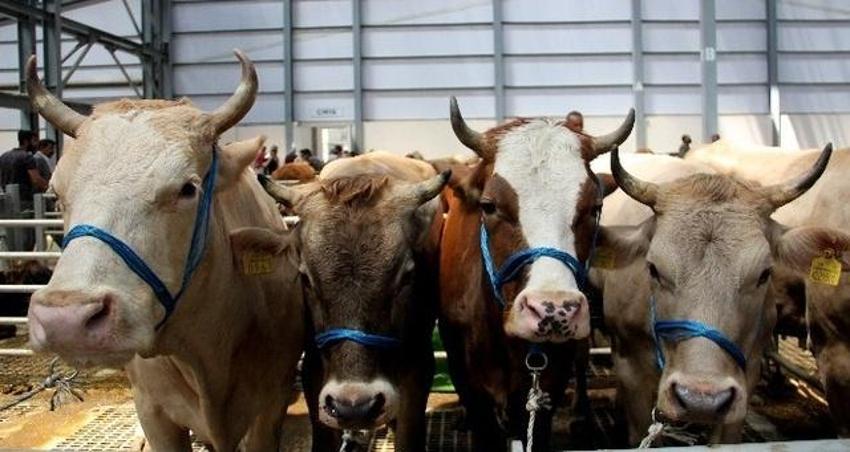 Kurbanlık sorgulama: Tarım Cebimde uygulaması nedir? Tarım Cebimde nasıl kullanılır, kurbanlık hayvan sorgulaması nasıl yapılır?