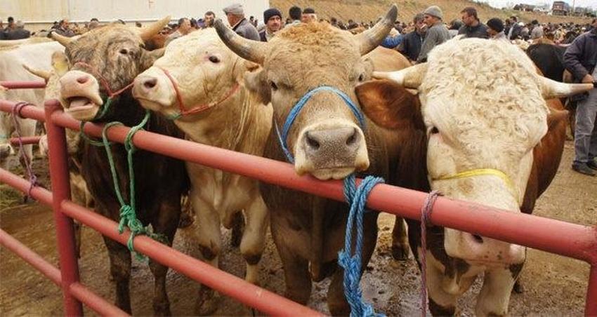 Dijital kurban pazarı ile internet üzerinde kurban hissesi satışı başladı
