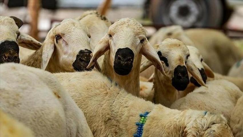 Kurbanlık sorgulama: Tarım Cebimde uygulaması nedir? Tarım Cebimde nasıl kullanılır, kurbanlık hayvan sorgulaması nasıl yapılır?