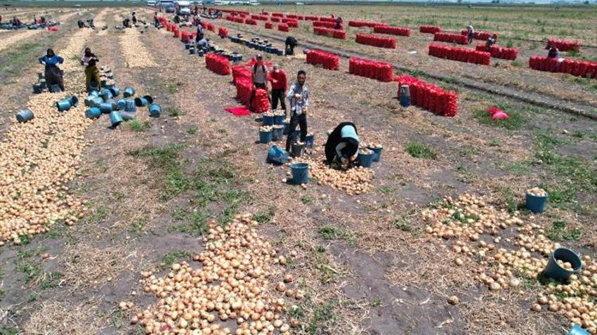 Adana'da tarlada soğan fiyatları dibi gördü! Marketteyse durum bambaşka