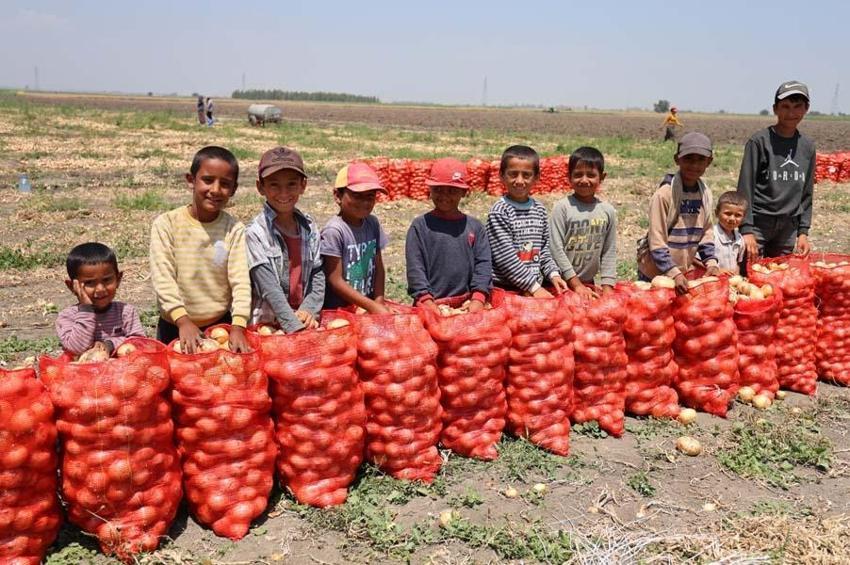 Adana'da tarlada soğan fiyatları dibi gördü! Marketteyse durum bambaşka