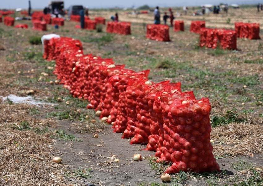 Adana'da tarlada soğan fiyatları dibi gördü! Marketteyse durum bambaşka