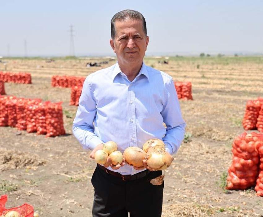 Adana'da tarlada soğan fiyatları dibi gördü! Marketteyse durum bambaşka