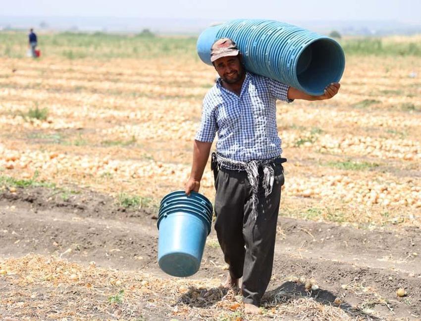 Adana'da tarlada soğan fiyatları dibi gördü! Marketteyse durum bambaşka