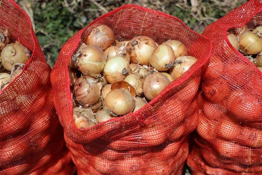 Adana'da tarlada soğan fiyatları dibi gördü! Marketteyse durum bambaşka
