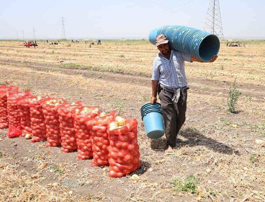 Adana'da tarlada soğan fiyatları dibi gördü! Marketteyse durum bambaşka