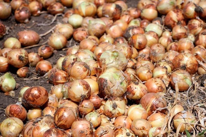 Adana'da tarlada soğan fiyatları dibi gördü! Marketteyse durum bambaşka