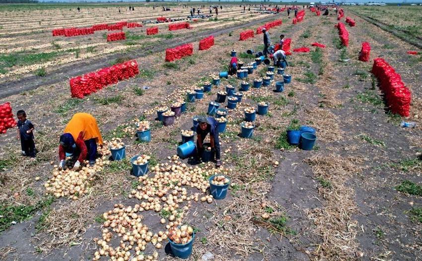 Adana'da tarlada soğan fiyatları dibi gördü! Marketteyse durum bambaşka
