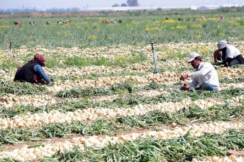 Adana'da tarlada soğan fiyatları dibi gördü! Marketteyse durum bambaşka