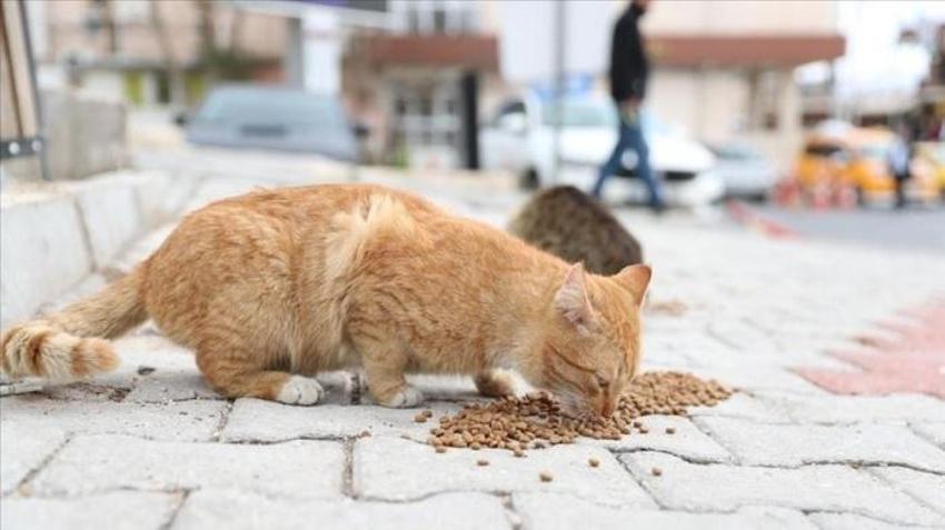 Sokak hayvanlarıyla ilgili resimli mesajlar: Yaşat, Sev, Uyutma! Sokak hayvanlarıyla ilgili duygusal sözler!