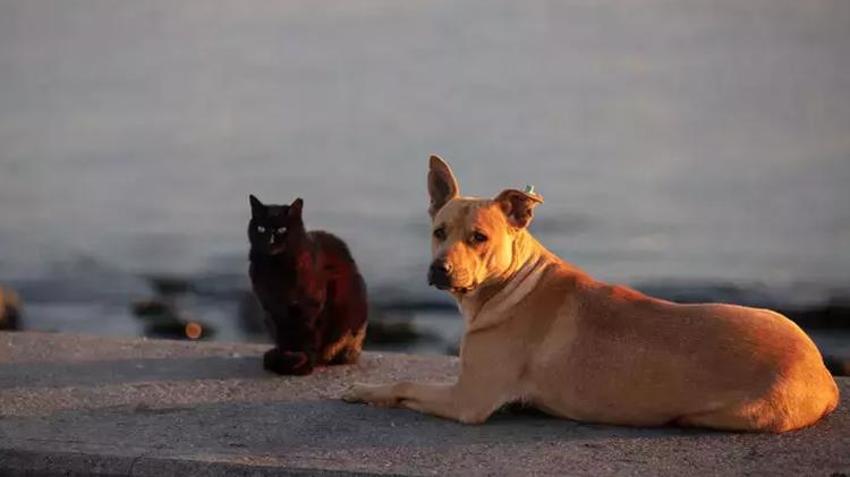 Adana Veteriner Hekimler Odası: Sokak köpeklerini uyutmak değil, kısırlaştırmak sorunu çözer