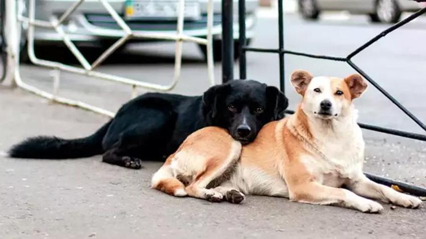 Adana Veteriner Hekimler Odası: Sokak köpeklerini uyutmak değil, kısırlaştırmak sorunu çözer