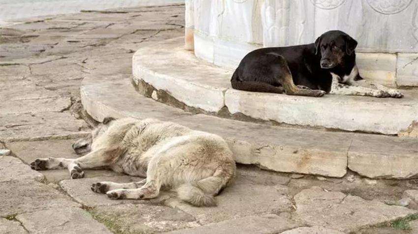Adana Veteriner Hekimler Odası: Sokak köpeklerini uyutmak değil, kısırlaştırmak sorunu çözer