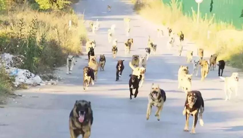 Adana Veteriner Hekimler Odası: Sokak köpeklerini uyutmak değil, kısırlaştırmak sorunu çözer