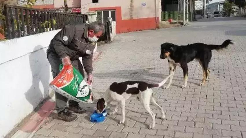 Adana Veteriner Hekimler Odası: Sokak köpeklerini uyutmak değil, kısırlaştırmak sorunu çözer