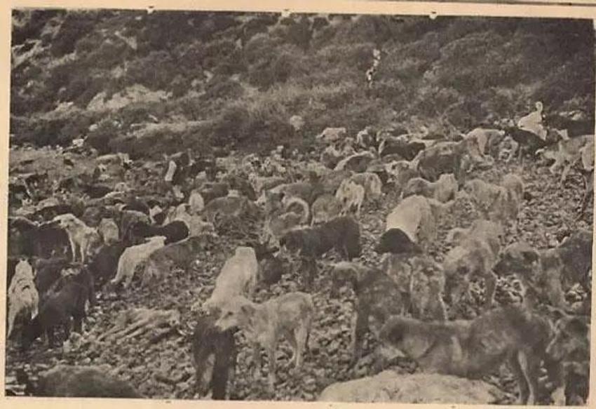 Hayırsızada sürgünü > Hayırsızada olayı nedir, Hayırsız Ada nerede, kimin? Hayırsızada köpek katliamı  Hayırsızada olayı nedir?
