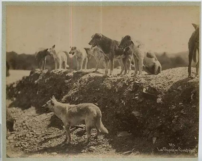 Hayırsızada sürgünü > Hayırsızada olayı nedir, Hayırsız Ada nerede, kimin? Hayırsızada köpek katliamı  Hayırsızada olayı nedir?