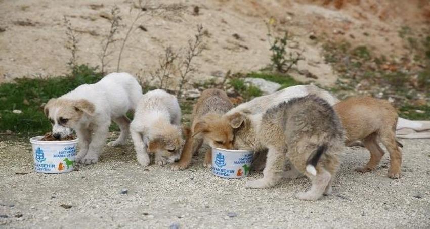Hayırsızada sürgünü > Hayırsızada olayı nedir, Hayırsız Ada nerede, kimin? Hayırsızada köpek katliamı  Hayırsızada olayı nedir?