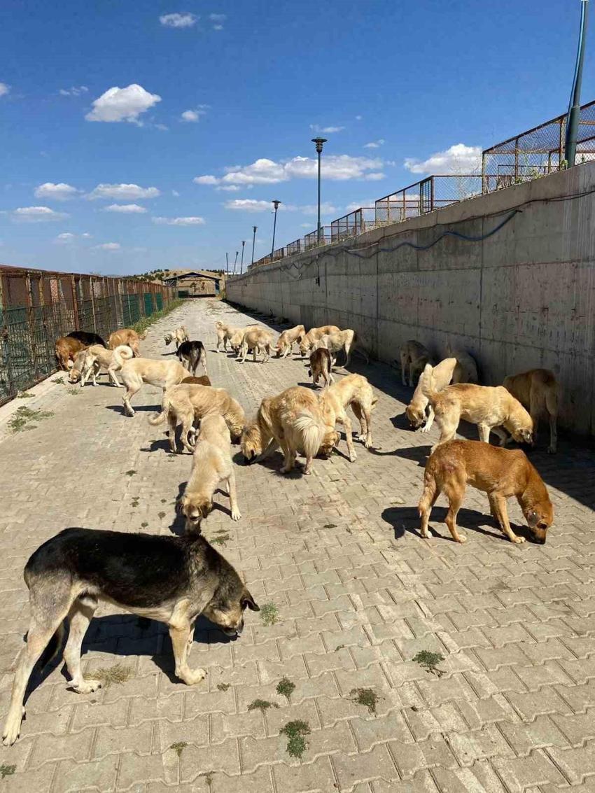 Hayırsızada sürgünü > Hayırsızada olayı nedir, Hayırsız Ada nerede, kimin? Hayırsızada köpek katliamı  Hayırsızada olayı nedir?