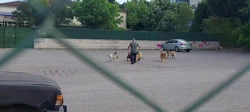 Başıboş köpekler için harekete geçiliyor! Sokakta hiçbiri kalmayacak, işte yasa telifinin detayları...