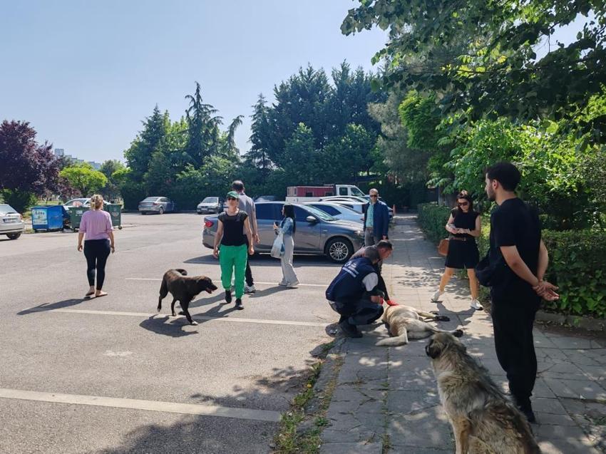 Başıboş köpekler için harekete geçiliyor! Sokakta hiçbiri kalmayacak, işte yasa telifinin detayları...