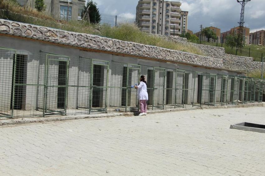Başıboş köpekler için harekete geçiliyor! Sokakta hiçbiri kalmayacak, işte yasa telifinin detayları...