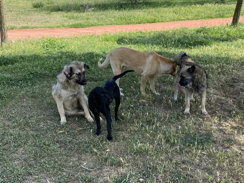 Başıboş köpekler için harekete geçiliyor! Sokakta hiçbiri kalmayacak, işte yasa telifinin detayları...