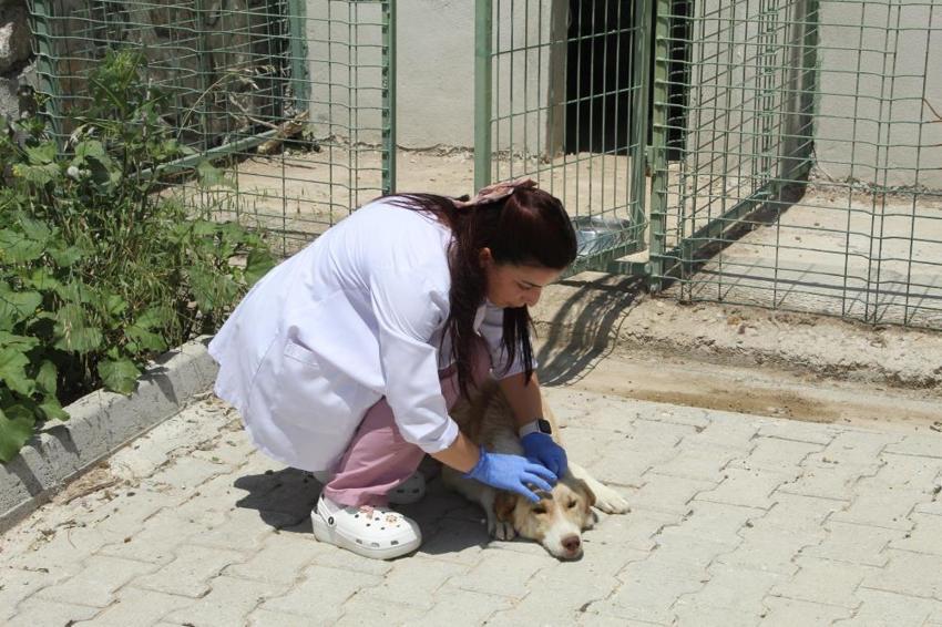 Başıboş köpekler için harekete geçiliyor! Sokakta hiçbiri kalmayacak, işte yasa telifinin detayları...