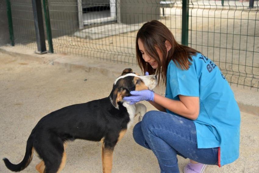 Başıboş köpekler için harekete geçiliyor! Sokakta hiçbiri kalmayacak, işte yasa telifinin detayları...