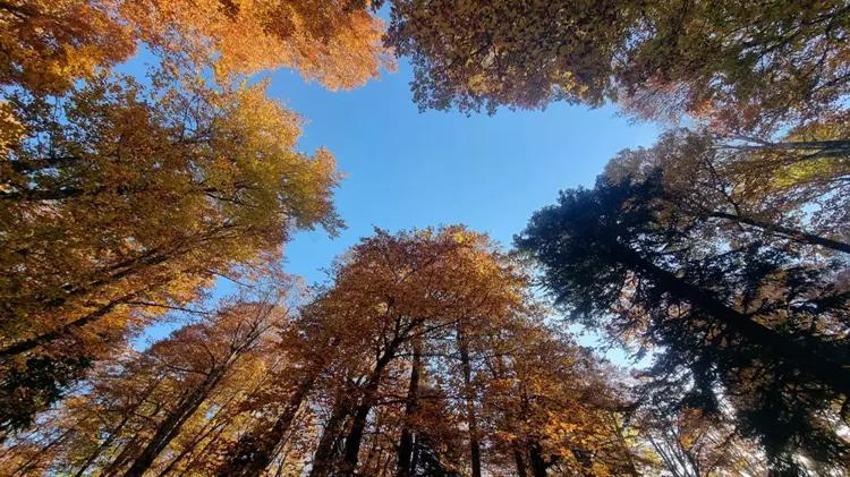 Adana'daki Yirce Kayın ormanı görenleri mest ediyor!