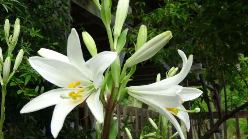 Adanalı emekli öğretmen üretime başladı! Kilogramı 5 bin eurodan satılıyor