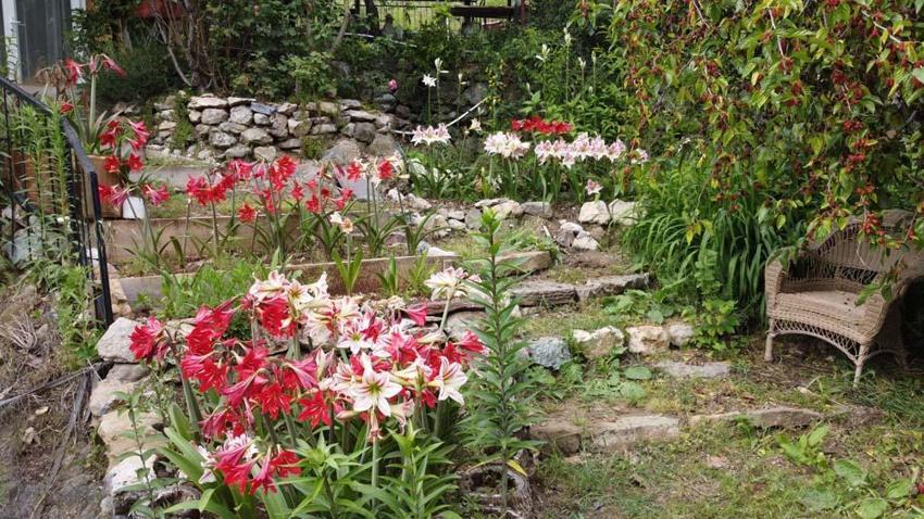 Adanalı emekli öğretmen üretime başladı! Kilogramı 5 bin eurodan satılıyor