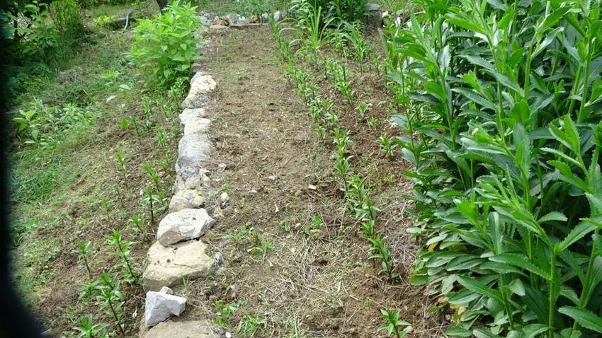 Adanalı emekli öğretmen üretime başladı! Kilogramı 5 bin eurodan satılıyor