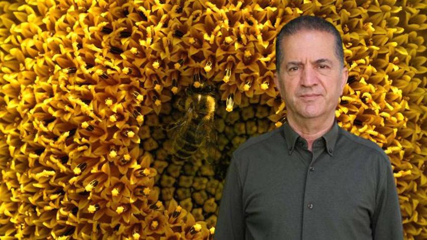Adana’da tarlalar sarıya boyandı! Ekonomik değeri çok yüksek seviyede