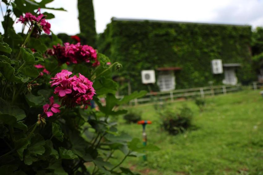 Adana'da sarmaşıklarla kaplı Yeşil Cami adeta bir botanik bahçesini andırıyor