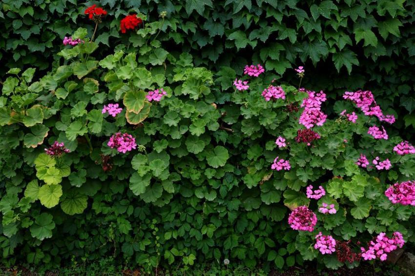 Adana'da sarmaşıklarla kaplı Yeşil Cami adeta bir botanik bahçesini andırıyor
