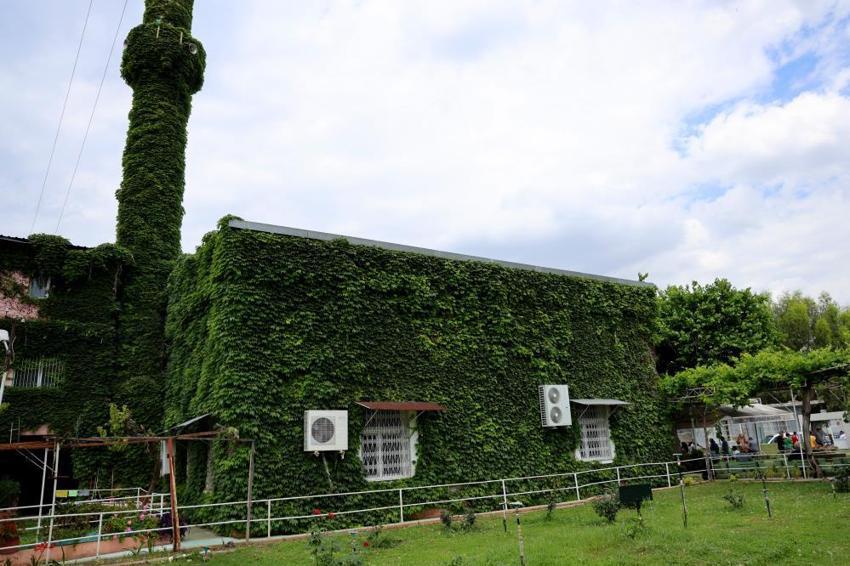 Adana'da sarmaşıklarla kaplı Yeşil Cami adeta bir botanik bahçesini andırıyor