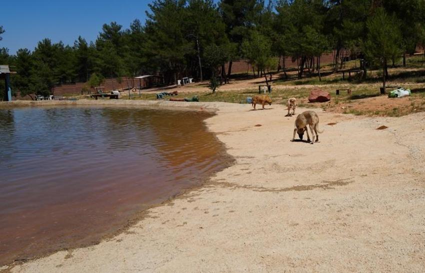 Türkiye'de gündem olan köpek sorununa Gaziantep'te örnek çözüm