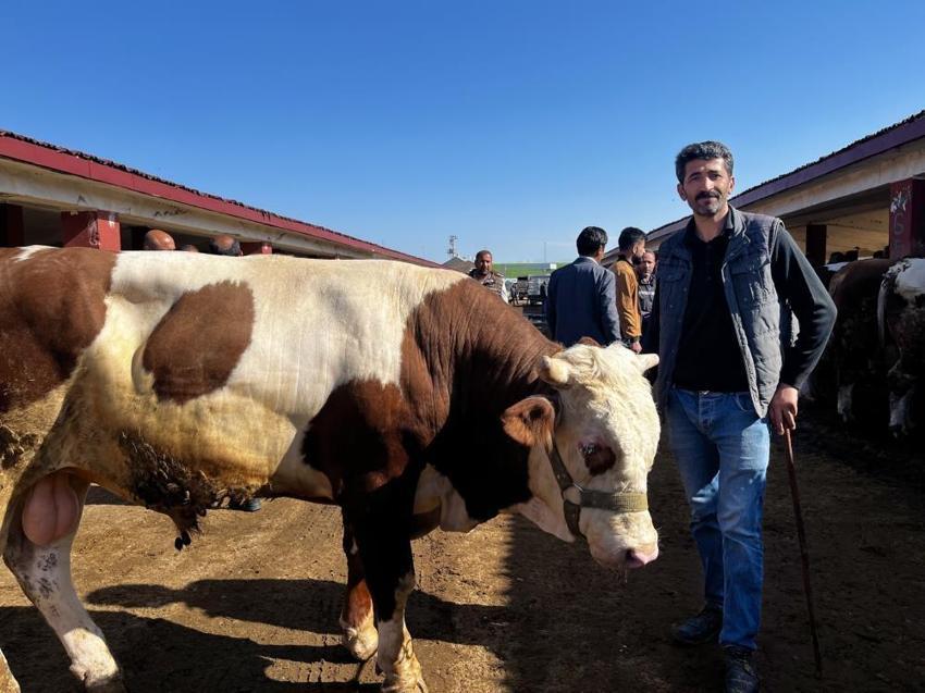 Kurban fiyatları ve kurban kesme fiyatları iki kat arttı! İl il açıkladı: 250 TL'den başlıyor