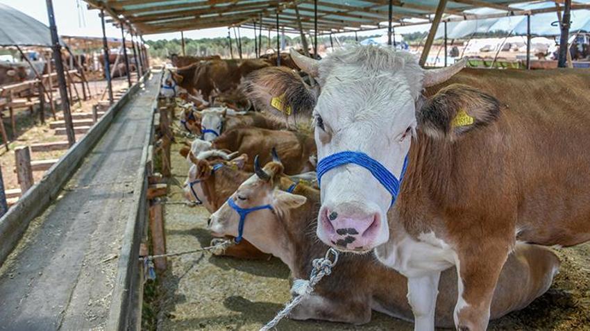 Kurban pazarında hareketlilik arttı! 1 ton 50 kiloluk ‘Baron' isimli dananın fiyatı dudak uçuklattı