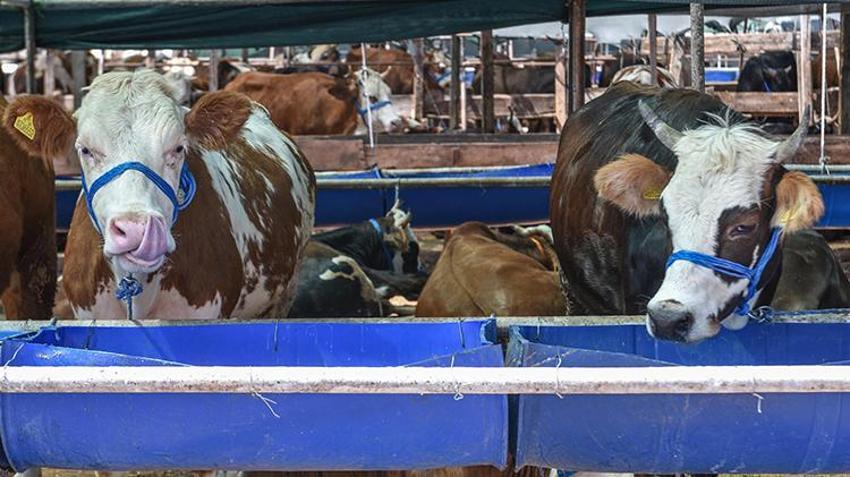 Kurban pazarında hareketlilik arttı! 1 ton 50 kiloluk ‘Baron' isimli dananın fiyatı dudak uçuklattı