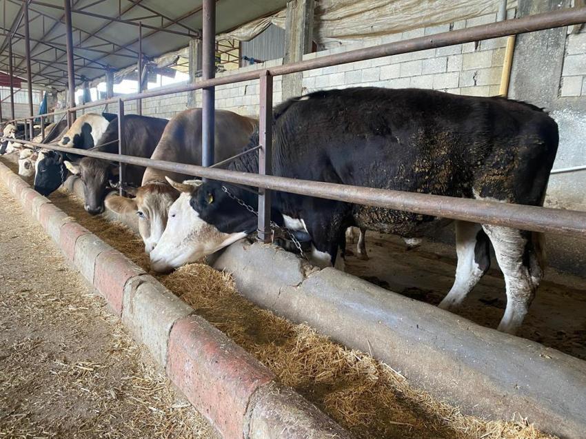 Kurban fiyatları ve kurban kesme fiyatları iki kat arttı! İl il açıkladı: 250 TL'den başlıyor