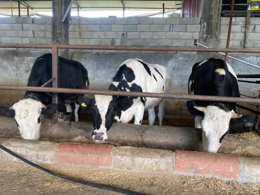 Kurban fiyatları ve kurban kesme fiyatları iki kat arttı! İl il açıkladı: 250 TL'den başlıyor